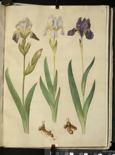 Iris ×squalens (iris-hybrid); Iris (iris), by Unknown