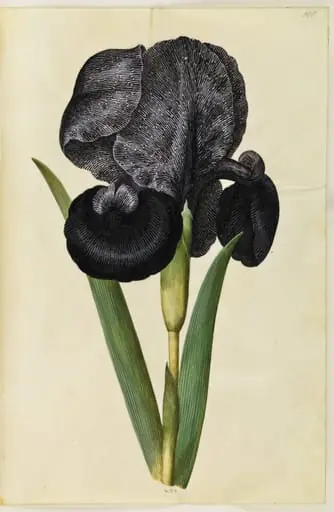Iris susiana (sørge-iris), by Unknown