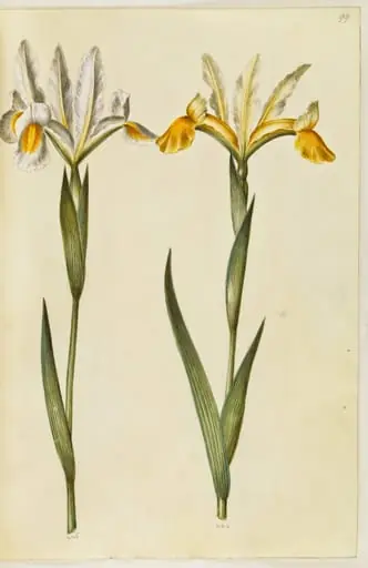 Iris xiphium, evt. Iris latifolia (?) (spansk iris eller engelsk iris), by Unknown