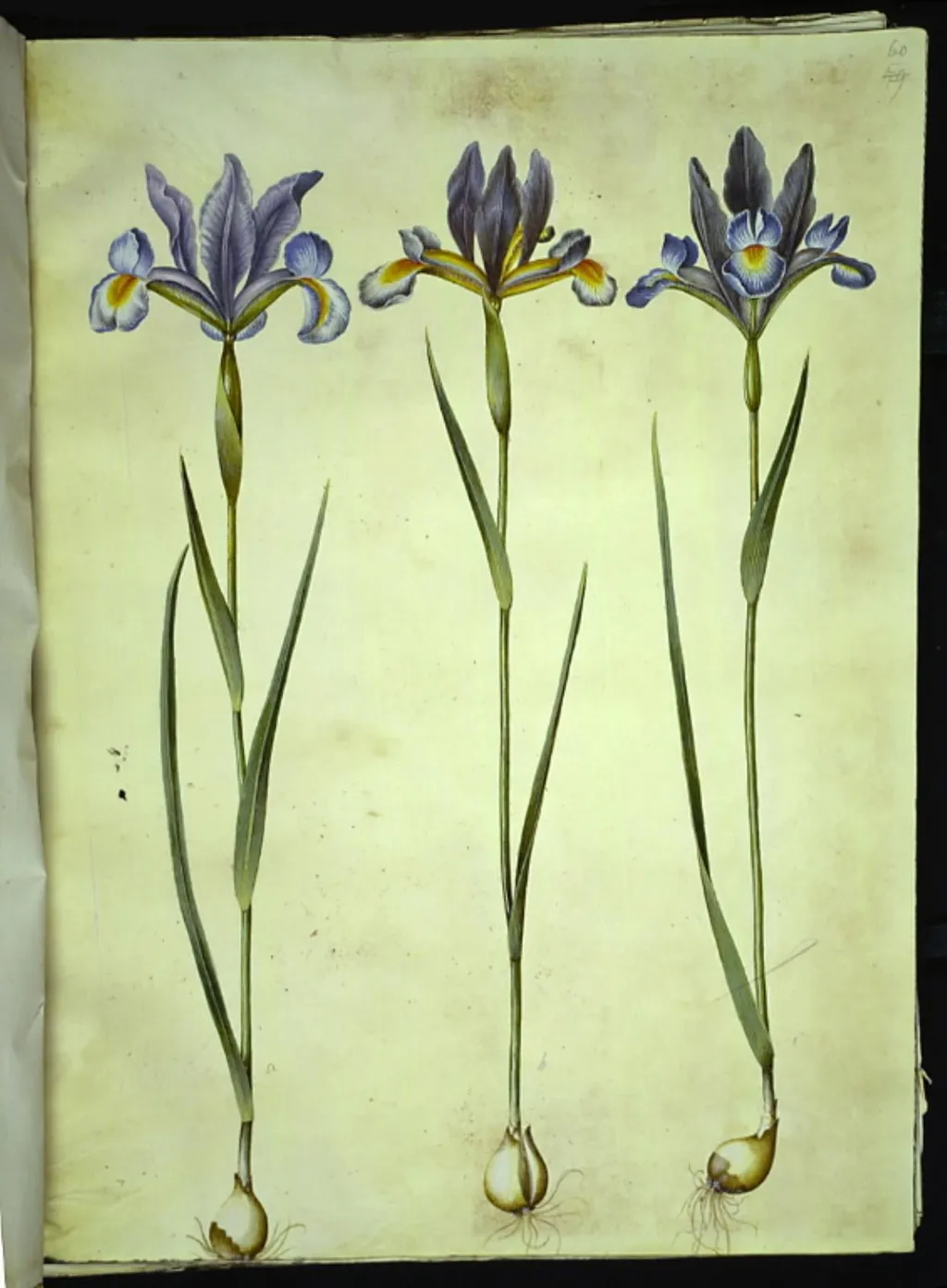 Iris xiphium (spansk iris), by Unknown, unspecified, 1654