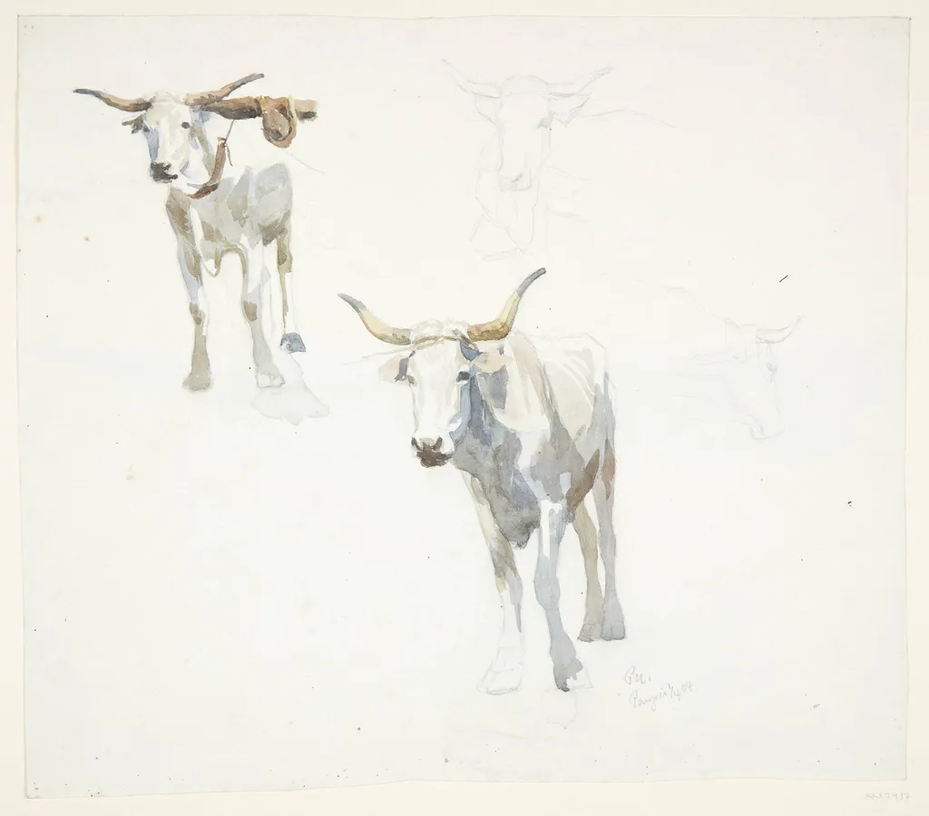 Italienske okser. Popeji, by Unknown, unspecified, 1904