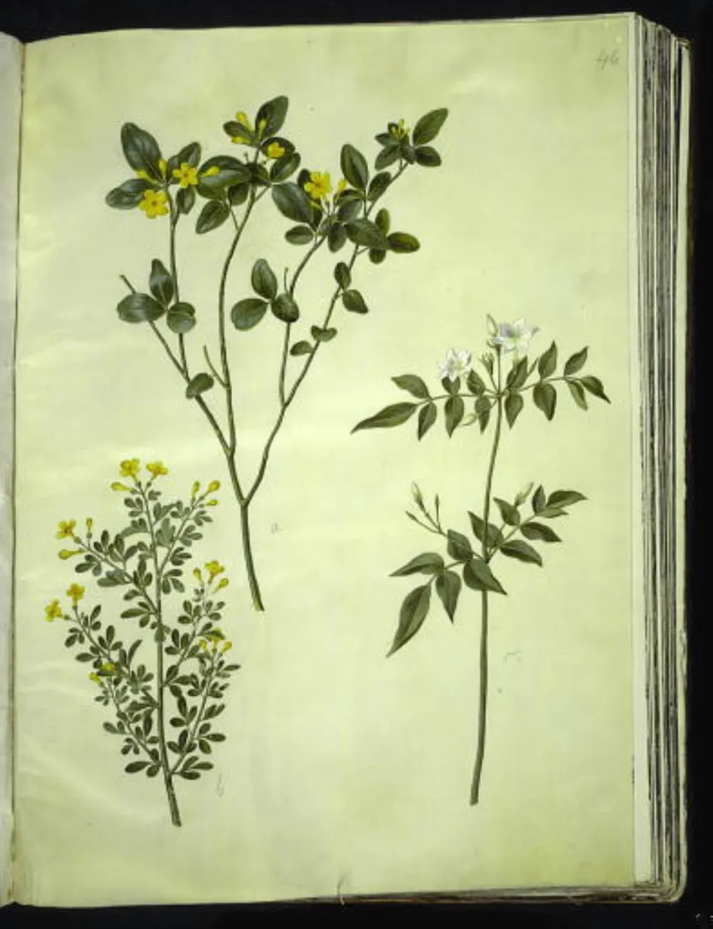 Jasminum odoratissimum (stue-jasmin); Jasminum fruticans (busk-jasmin); Jasminum grandiflorum (duft-jasmin), by Unknown, unspecified, 1654