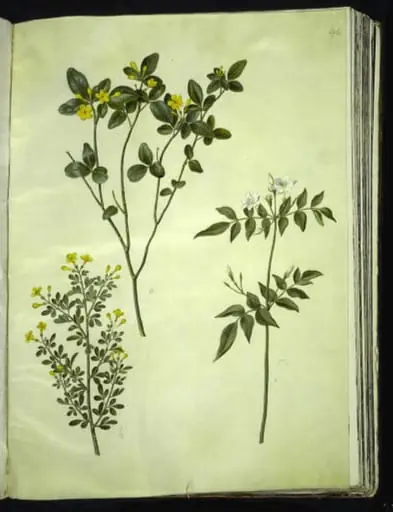 Jasminum odoratissimum (stue-jasmin); Jasminum fruticans (busk-jasmin); Jasminum grandiflorum (duft-jasmin), by Unknown