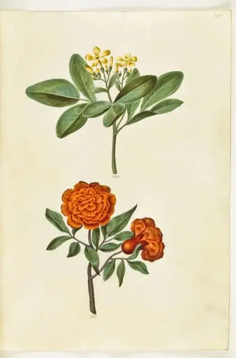 Jasminum odoratissimum (stue-jasmin); Punica granatum (granatæble), by Unknown