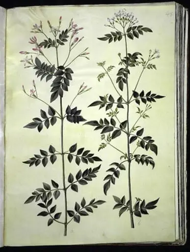 Jasminum officinale (læge-jasmin), by Unknown
