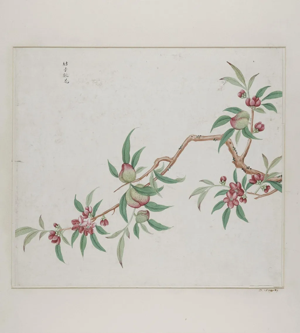 Jie zi tao hua, by Unknown, paint, 1780