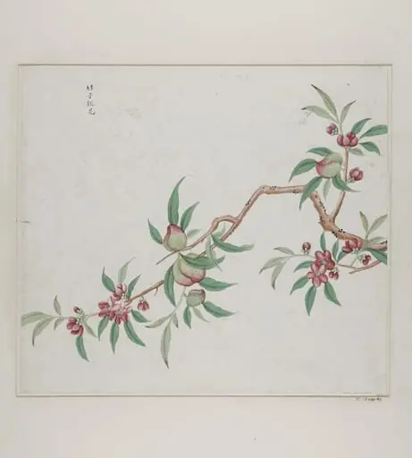 Jie zi tao hua, by Unknown