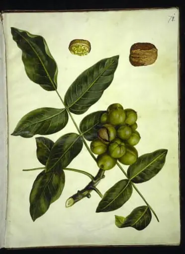 Juglans regia (almindelig valnød), by Unknown