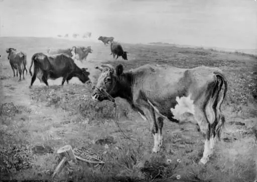 Køer i tøjr, by Unknown