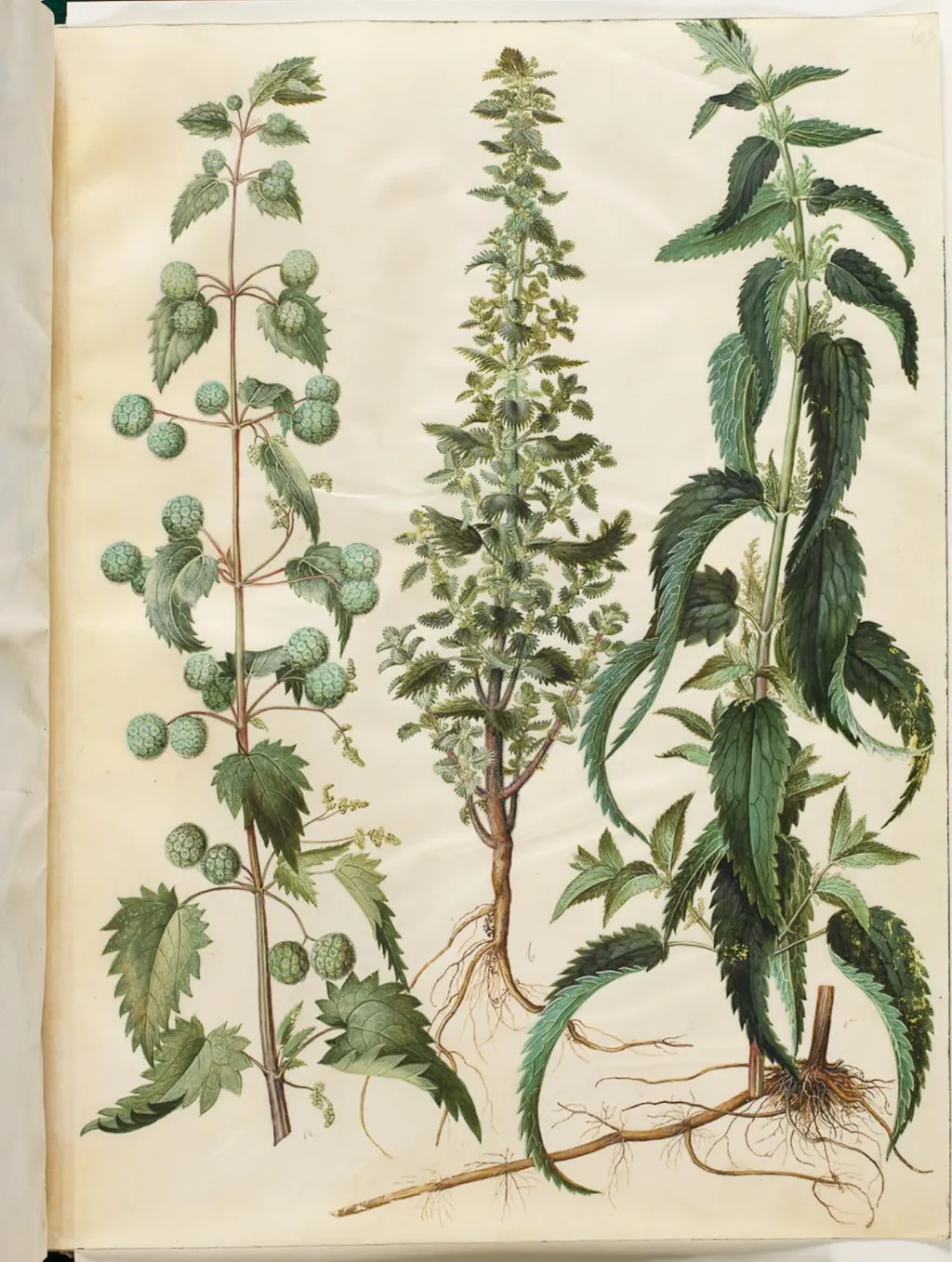 Kksgb2950/65 Urtica pilulifera (romersk nælde); Urtica urens (liden nælde); Urtica dioica (stor nælde), by Unknown, unspecified, 1654