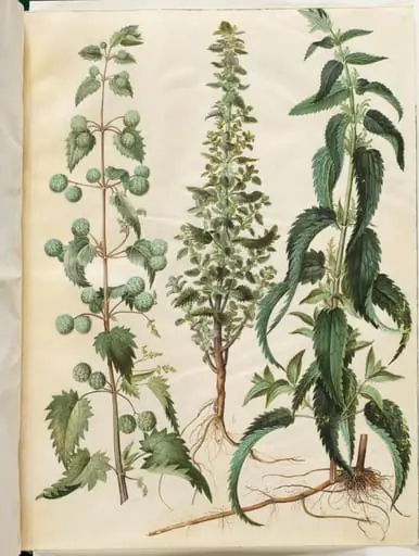 Kksgb2950/65 Urtica pilulifera (romersk nælde); Urtica urens (liden nælde); Urtica dioica (stor nælde), by Unknown