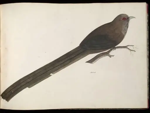 Large green malkoha, by Unknown