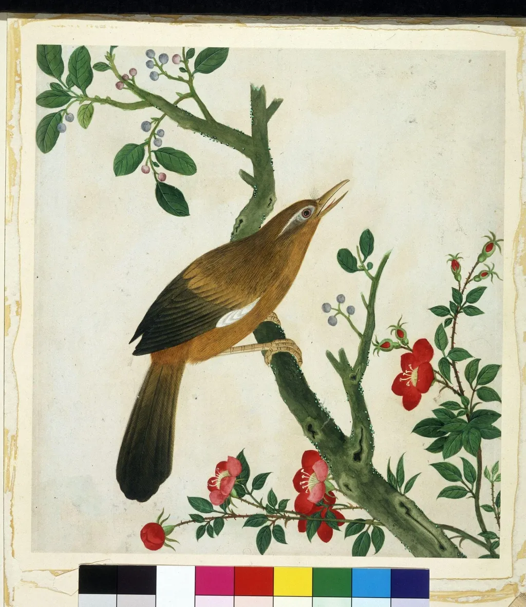 Laughing Thrush, by Unknown, paint, 1800