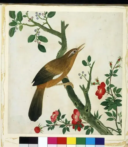 Laughing Thrush, by Unknown