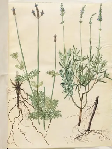 Lavandula multifida (aks-lavendel); Lavandula angustifolia (ægte lavendel), by Unknown