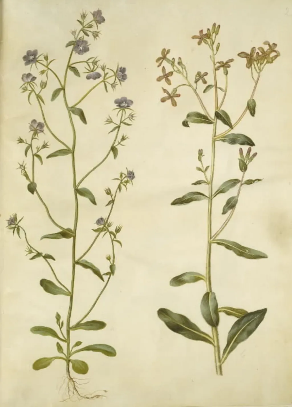 Legousia speculum-veneris (ægte venusspejl); Hesperis tristis (natviol), by Unknown, unspecified, 1654