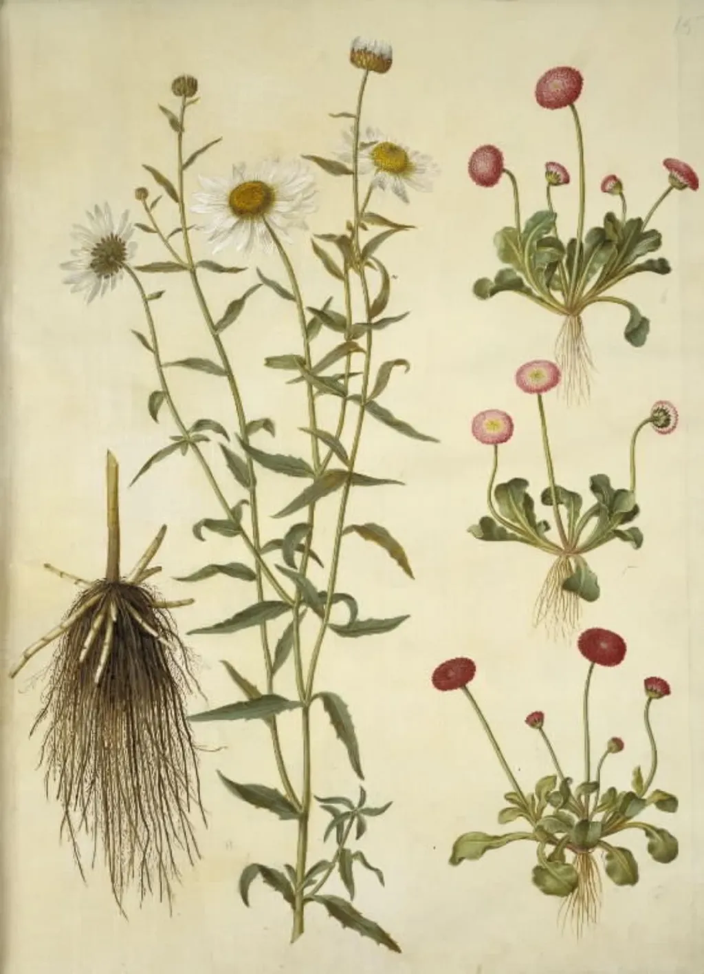 Leucanthemum vulgare (hvid okseøje); Bellis perennis (almindelig tusindfryd), by Unknown, unspecified, 1654