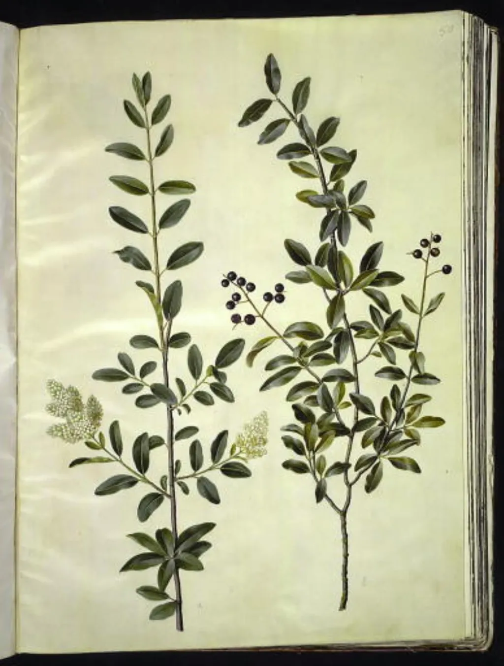 Ligustrum vulgare (almindelig liguster), by Unknown, unspecified, 1654