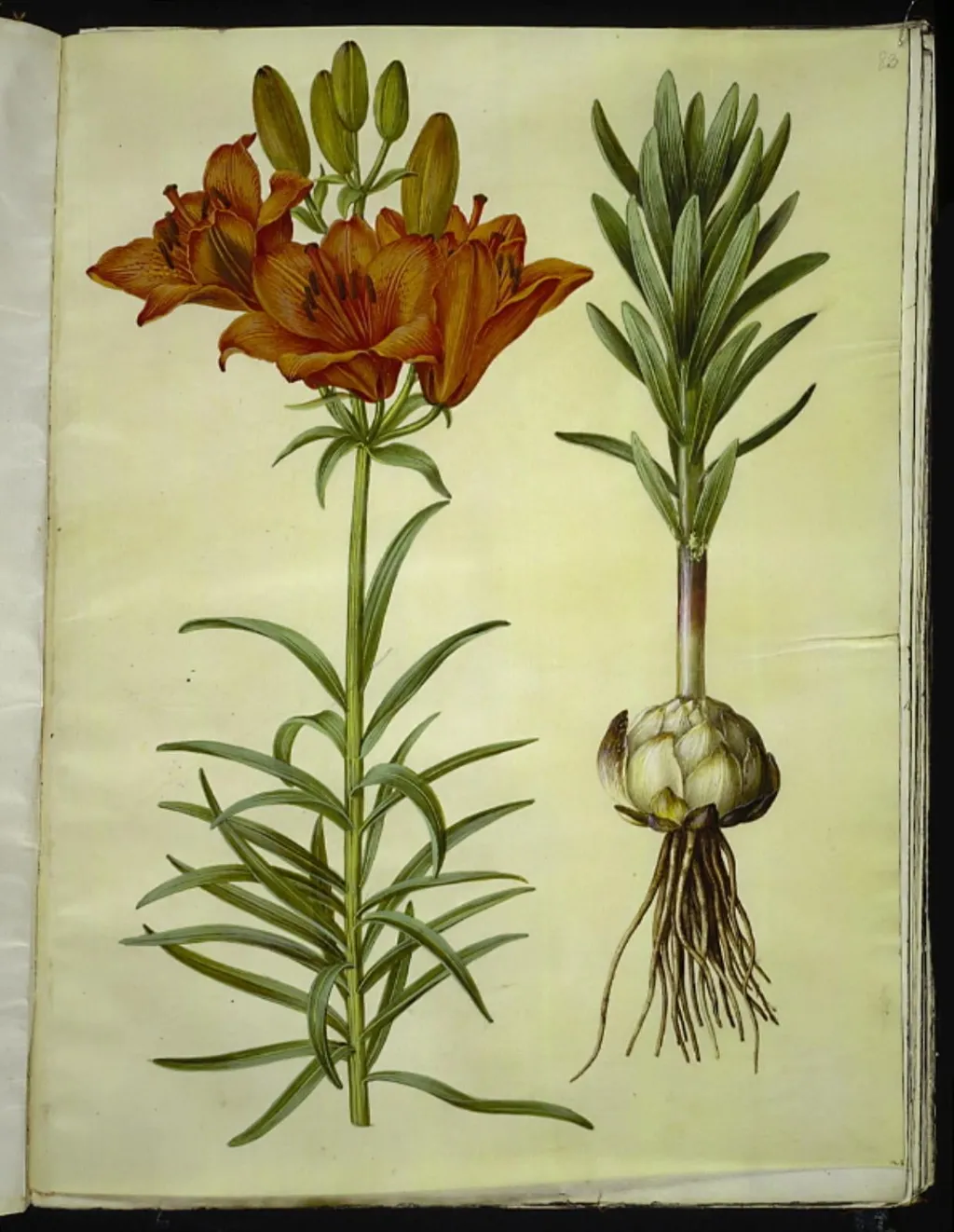Lilium bulbiferum (brand-lilje), by Unknown, unspecified, 1654