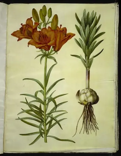 Lilium bulbiferum (brand-lilje), by Unknown