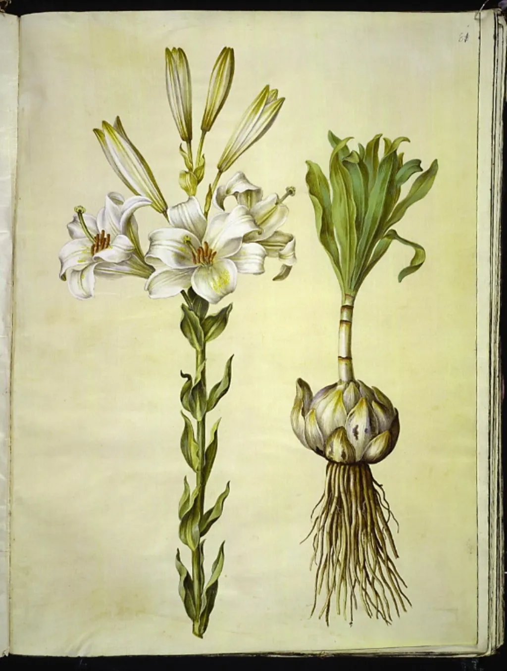 Lilium candidum (madonna-lilje), by Unknown, unspecified, 1654