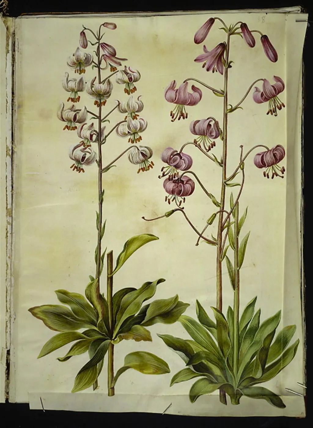 Lilium martagon (krans-lilje), by Unknown, unspecified, 1654