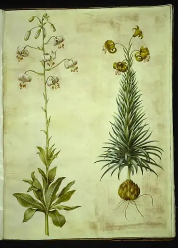 Lilium martagon (krans-lilje); Lilium pyrenaicum (pyrenæisk lilje), by Unknown