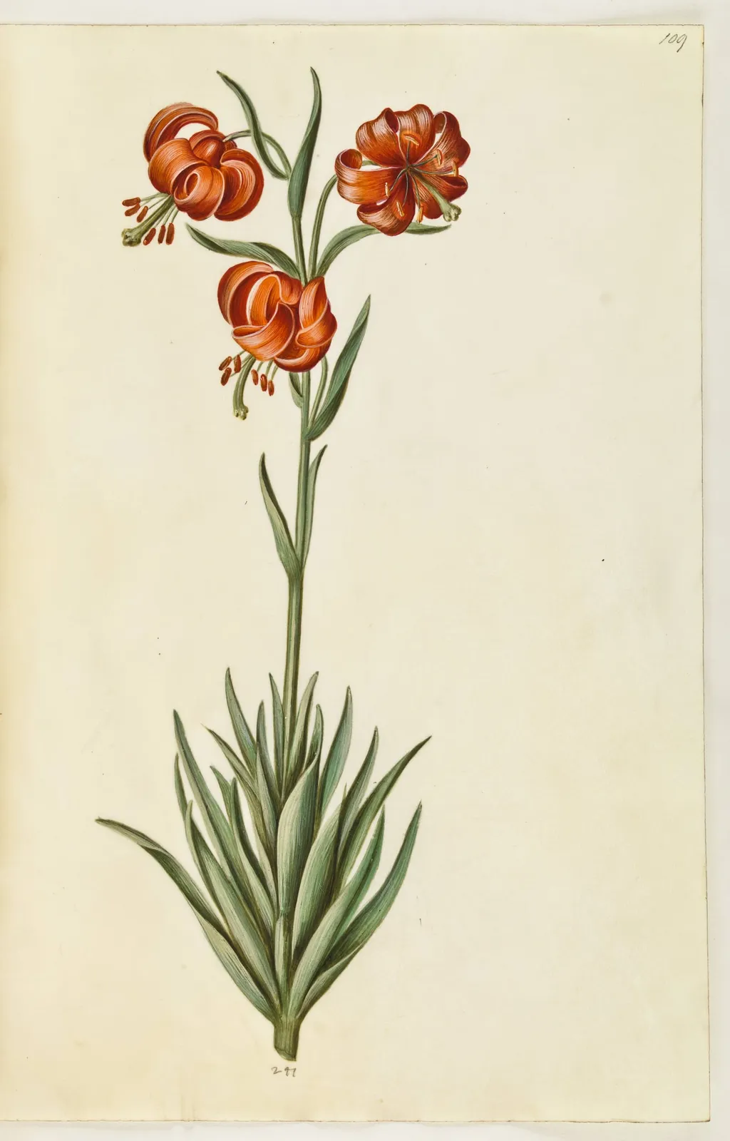 Lilium pomponium (pompon-lilje), by Unknown, unspecified, 1650