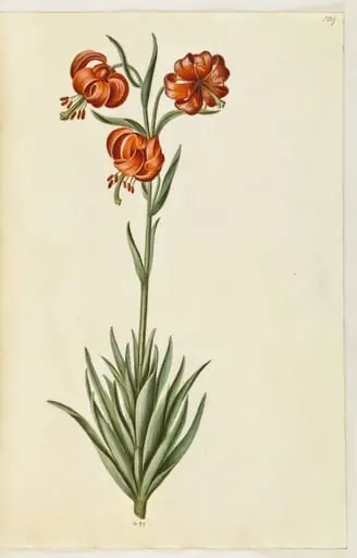 Lilium pomponium (pompon-lilje), by Unknown