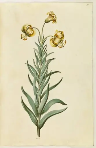 Lilium pyrenaicum (pyrenæisk lilje), by Unknown