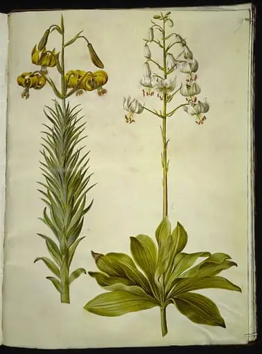 Lilium pyrenaicum (pyrenæisk lilje); Lilium martagon (krans-lilje), by Unknown