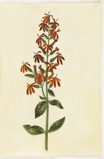 Lobelia cardinalis (kardinal-lobelie), by Unknown
