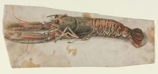 Lobster (recto), by Unknown