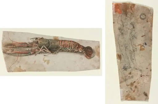 Lobster (recto) Sketch of an Armoured Male Figure (verso), by Unknown