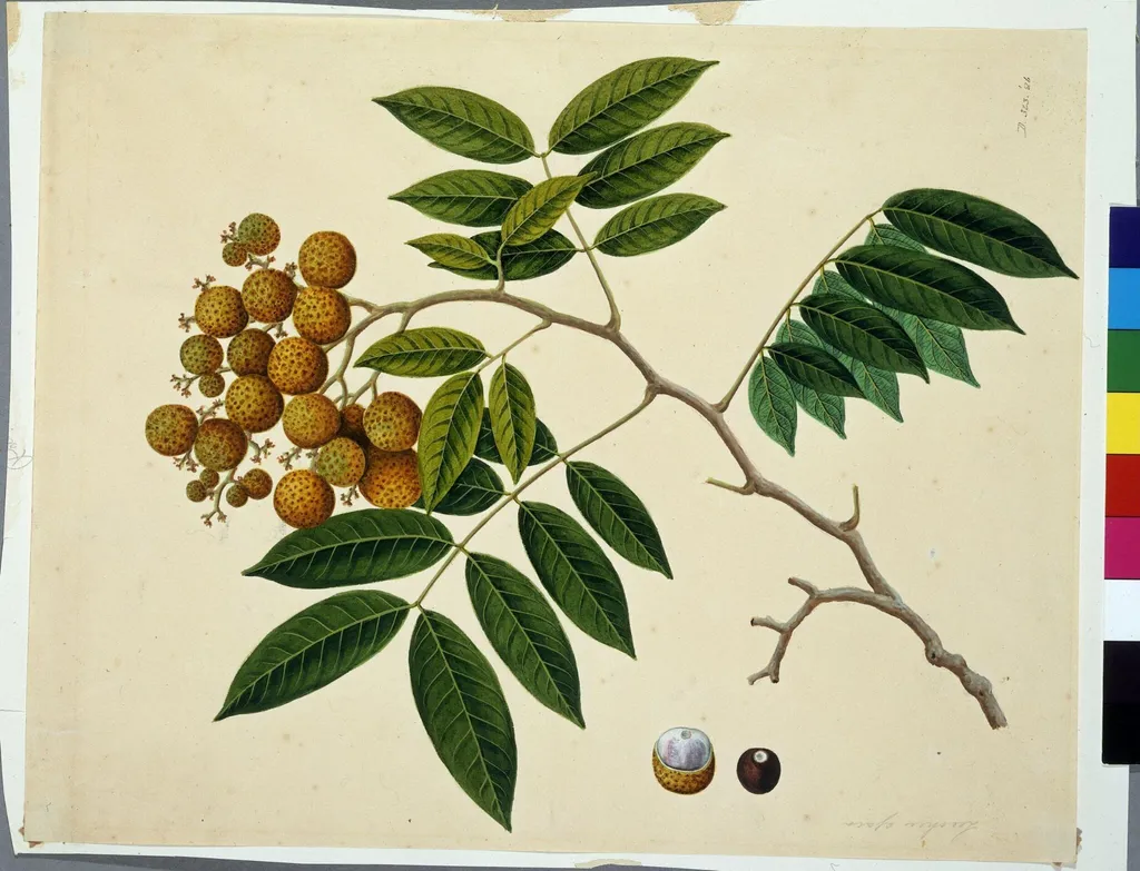 Long-an, by Unknown, paint, 1831
