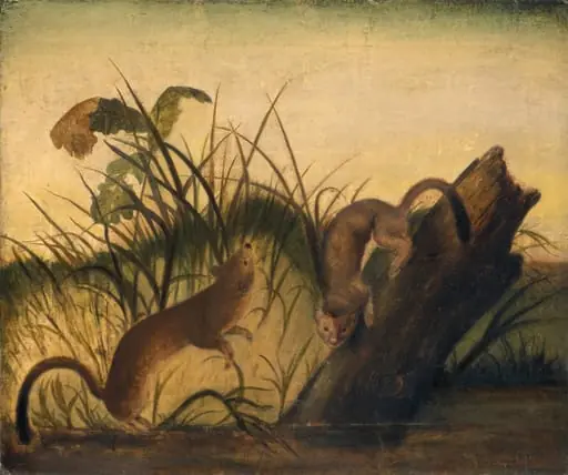 Long-Tailed Weasel, by Unknown