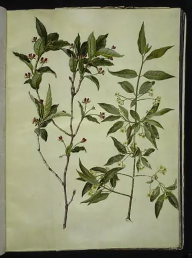 Lonicera alpigena (alpe-gedeblad); Euonymus europaeus (almindelig benved), by Unknown