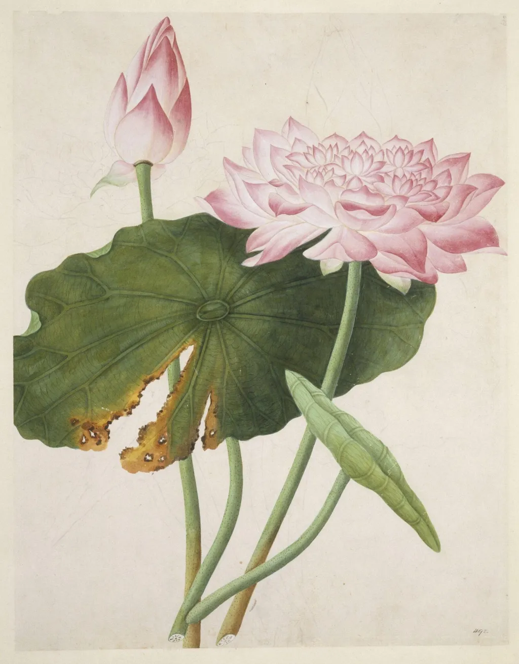 Lotus, by Unknown, paint, 1800