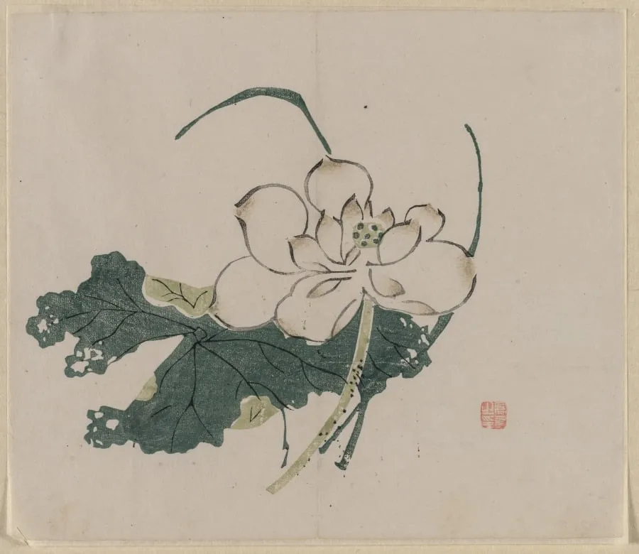 Lotus Blossom, by Unknown, 1506