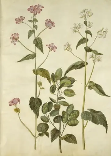 Lunaria annua (judaspenge), by Unknown