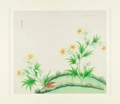 Luofu White, by Unknown