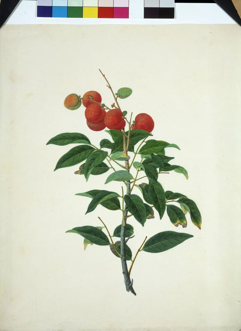 Lychee, by Unknown, paint, 1808