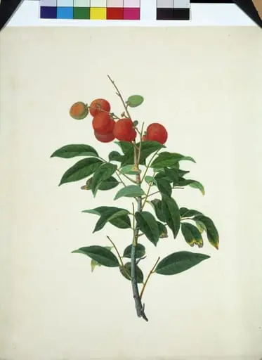 Lychee, by Unknown