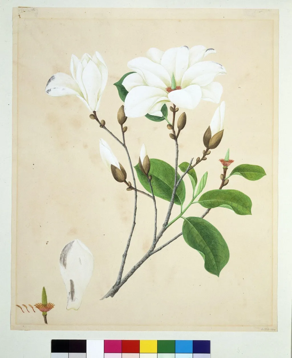 Magnolia, by Unknown, paint, 1800