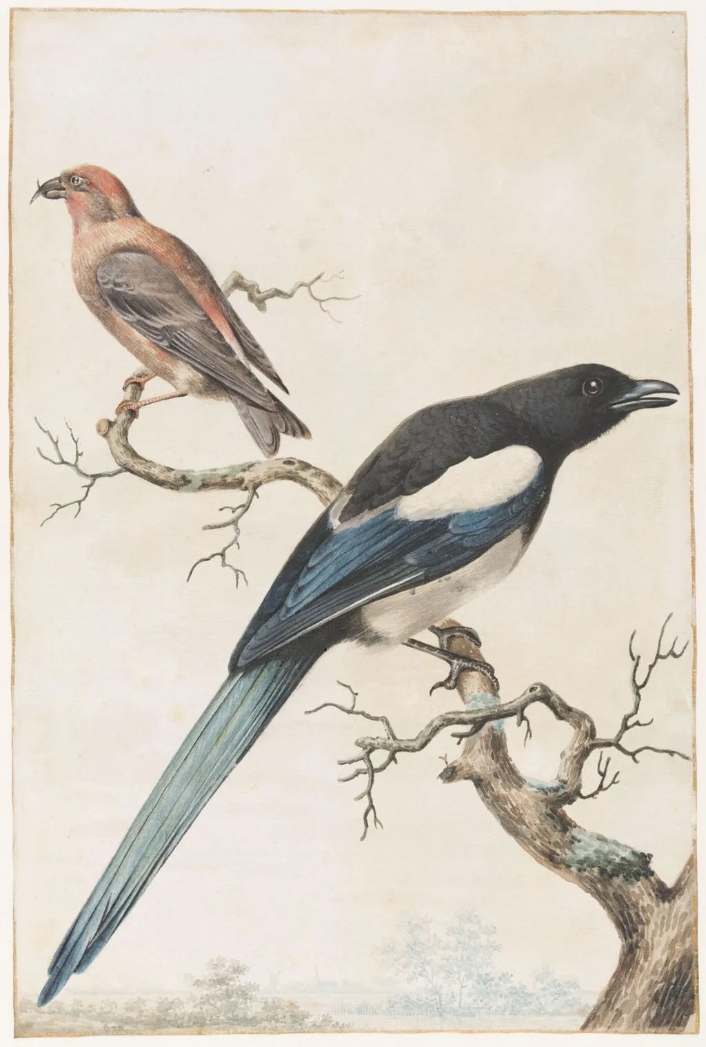Male Crossbill and a Female Magpie, by Unknown, watercolor, 1750