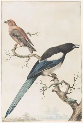 Male Crossbill and a Female Magpie, by Unknown