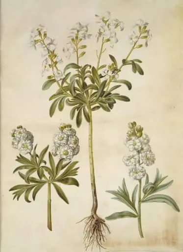 Matthiola incana (vinter-levkøj), by Unknown