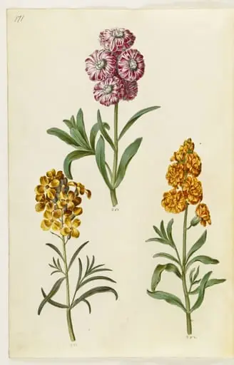 Matthiola incana (vinter-levkøj); Erysimum cheiri (gyldenlak), by Unknown