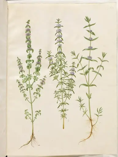 Mentha pulegium (polej-mynte); Mentha cervina (hjorte-mynte); Mentha (art af mynte), by Unknown