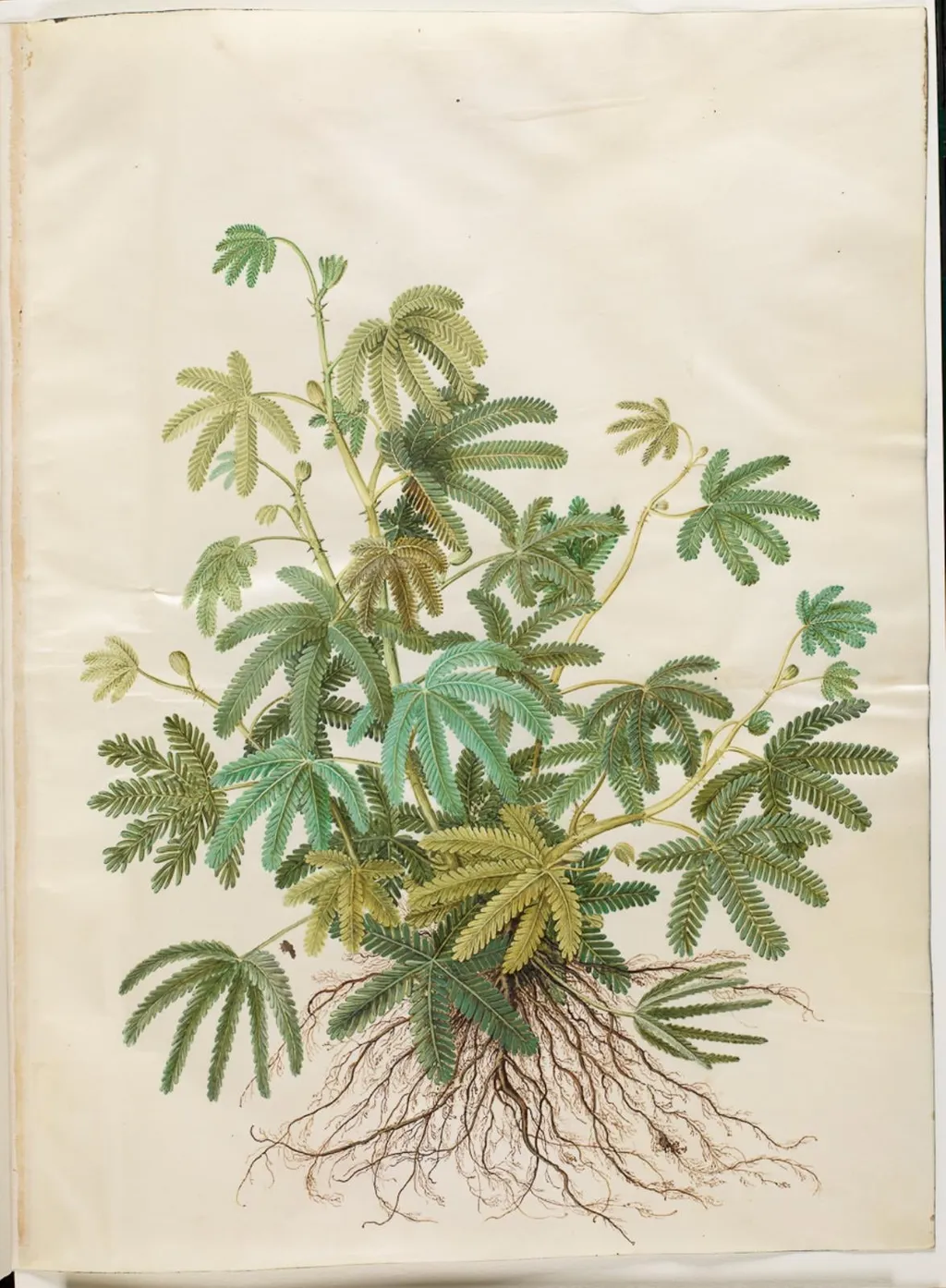 Mimosa polydactyla (mangefingret mimose), by Unknown, unspecified, 1654